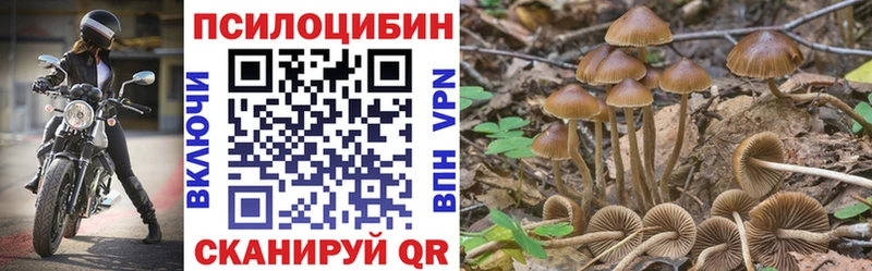 Купить  Пойковский  Псилоцибиновые грибы Psilocybe 